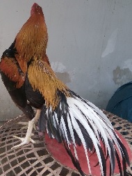 ไก่อุดมทัศนีย์